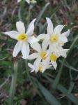 Wild Daffodils