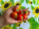 Cherry Tomatoes (final crop).