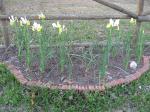 yellow & white irises