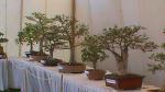 Flower Show 2011 (pic-33)