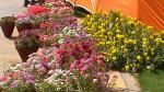 Flower Show 2011 (pic-47)