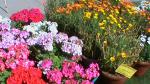 Flower Show 2011 (pic-56) 