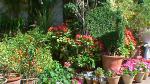 Flower Show 2011 (pic-64)