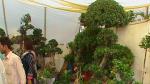 Flower Show 2011 (pic-81)