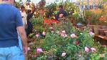 Flower Show 2011 (pic-83)