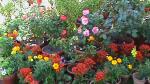 Flower Show 2011 (pic-84)