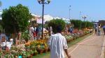 Flower Show 2011 (pic-86)