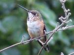 Rufous hummingbird.