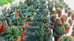 Flower Show 2011 (pic-146)