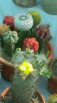 Flower Show 2011 (pic-157)