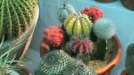 Flower Show 2011 (pic-159)