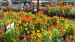 Flower Show 2011 (pic-165)