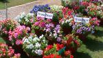 Flower Show 2011 (pic-168)