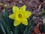 Daffodil