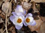 Blue Crocus