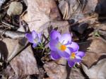 Purple Crocus