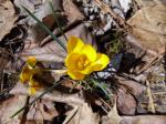 Yellow Crocus