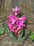 Dark Pink Hyacinth