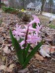 Pink Hyacinth