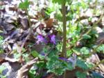 Henbit