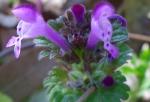 Henbit