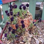 Black Pansies exploding in bloom