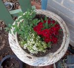 Dianthus, Blue Daze and Alyssum