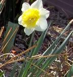 These Daffs are lined up along the back edge of the Muscari bed