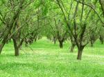 almond tree