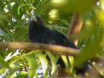 Pakistani Quail