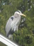 Great Blue Heron on roof next door