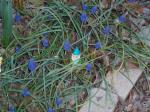 New resident in the Land of Muscari