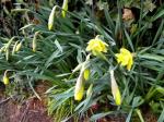 The first daffodils of the season