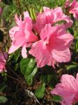 Azalea - Pink Ruffle