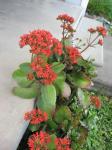 Kalanchoe-red