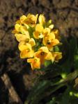 kalanchoe-gold