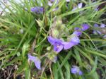 spiderwort