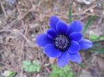 Anemone