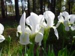 White Iris