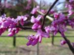 Eastern Redbud