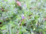 Vetch