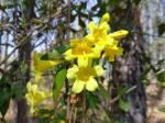 Carolina Jasmine