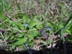 Corn Speedwell