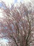 cherry trees are blooming
