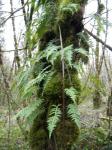 some sort of tree fern