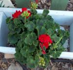 Red Geranium for the front porch area