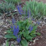 Rhapsody in Blue Salvia