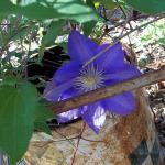 First Clematis bloom of 2011