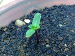 Red Sunflower seedling