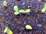 Sunflower seedlings up close